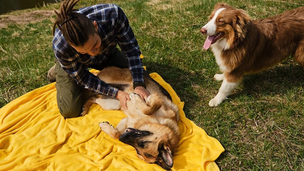 4 key behavioral differences between male and female dogs, according to new survey
