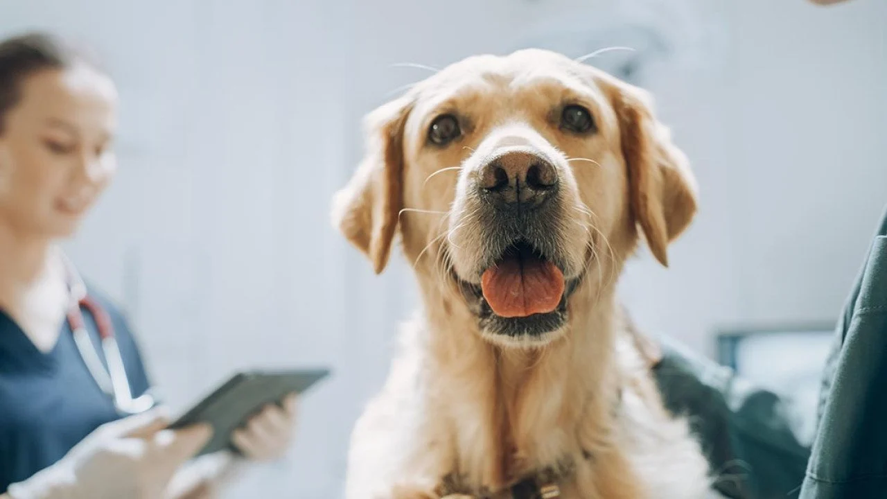 Dogs and their people: Companions in cancer research