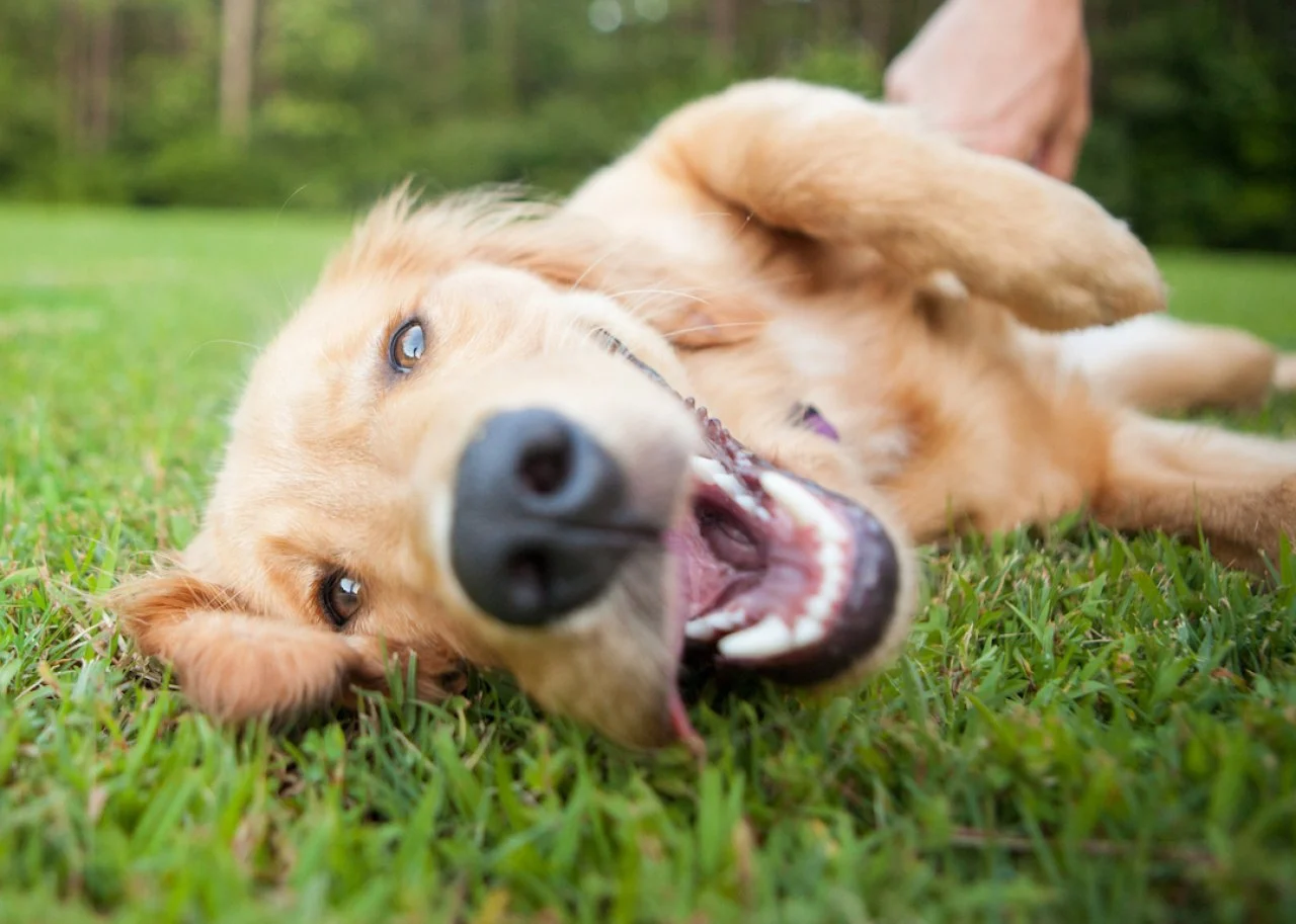 Most popular dog breeds in America